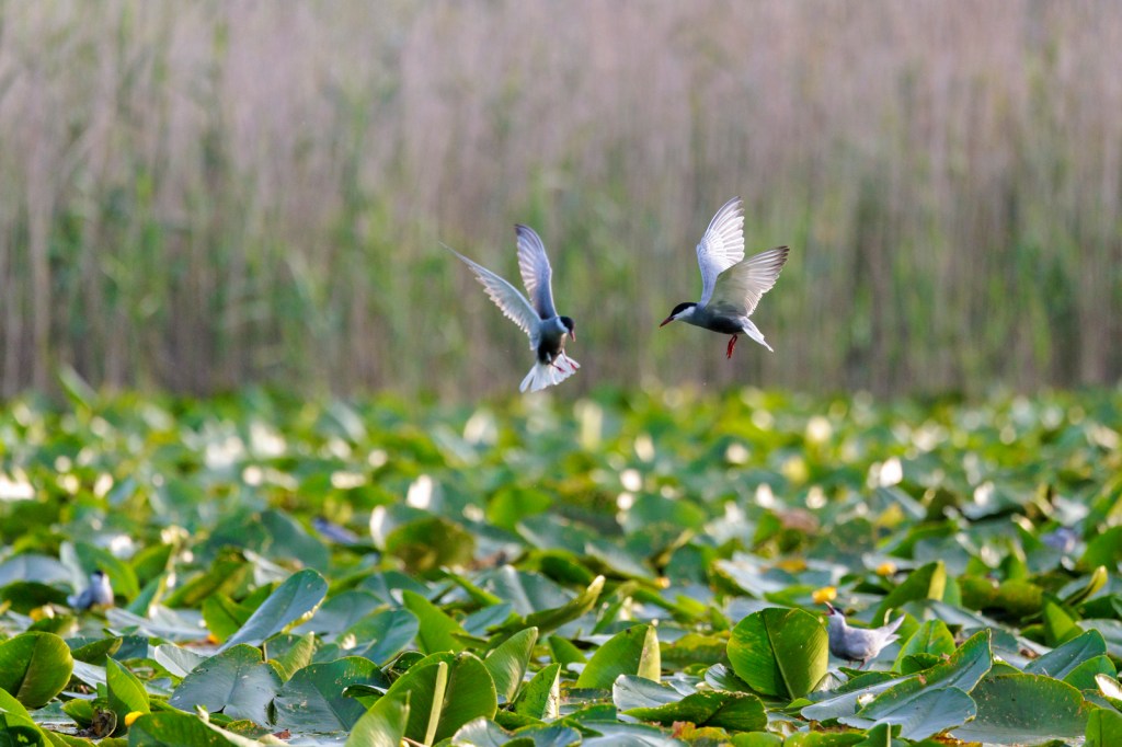 Lac Skadar Monténégro - Guifette moustac