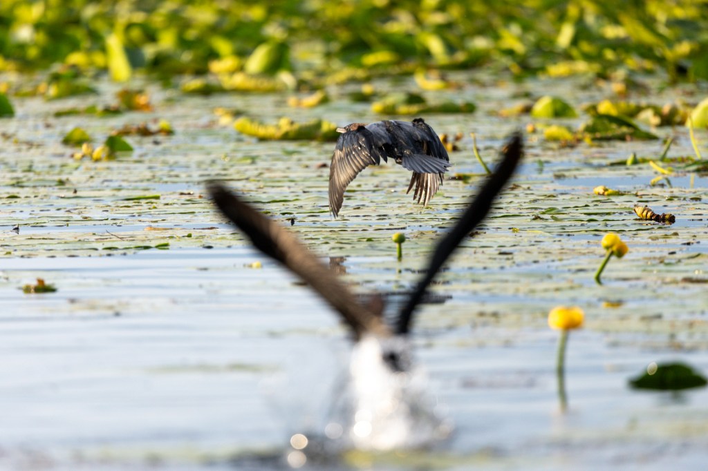 Cormoran pygmé sur le lac Skadar au Monténégro