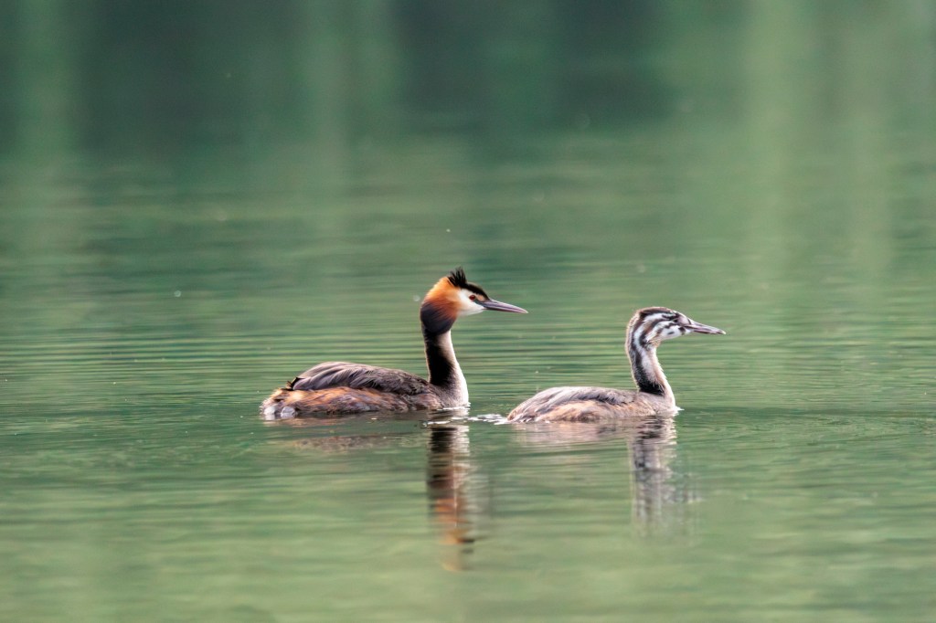 Grèbe huppé adulte et juvénile sur le lac Skadar au Monténégro
