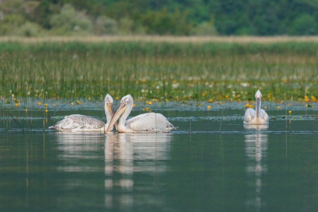 Pélican frisé sur le lac Skadar
