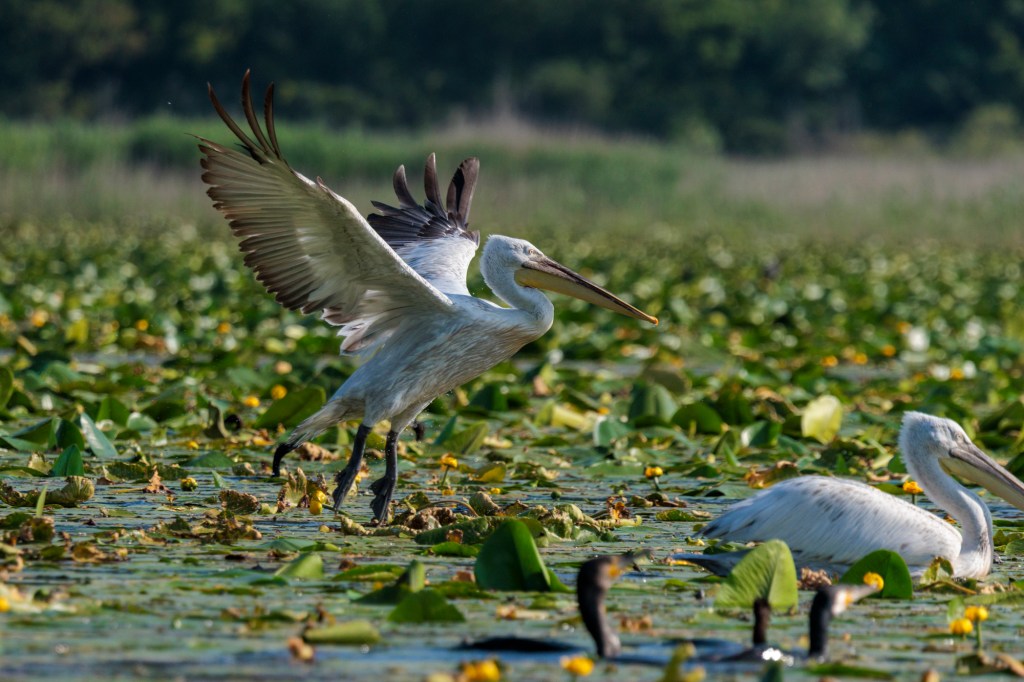 Pélican frisé sur le lac Skadar