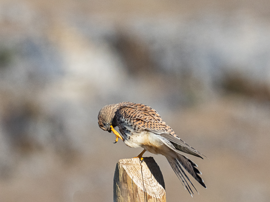 Faucon crécerelle posée sur un piquet