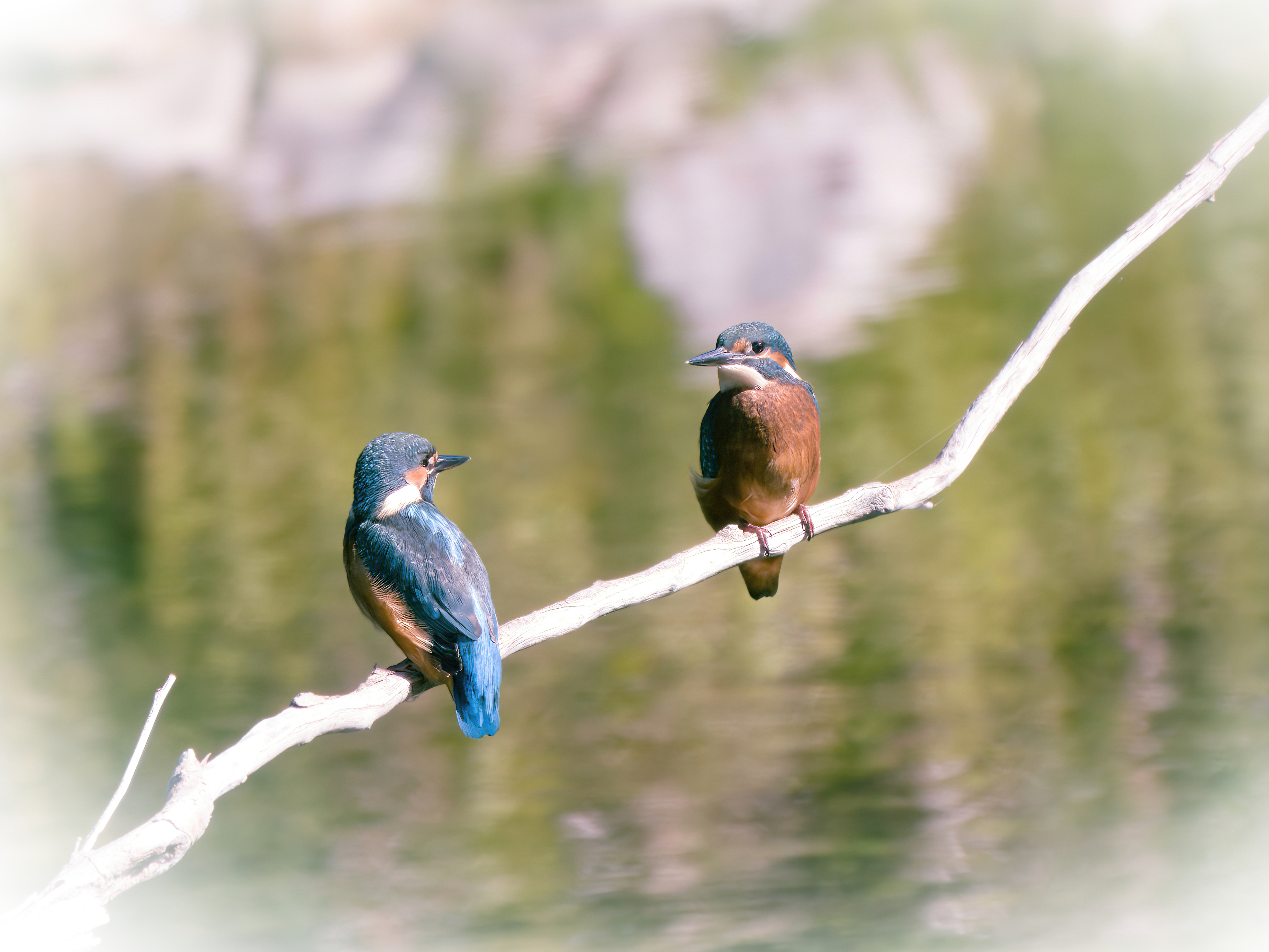 Couple de Martin-pêcheurs d'Europe