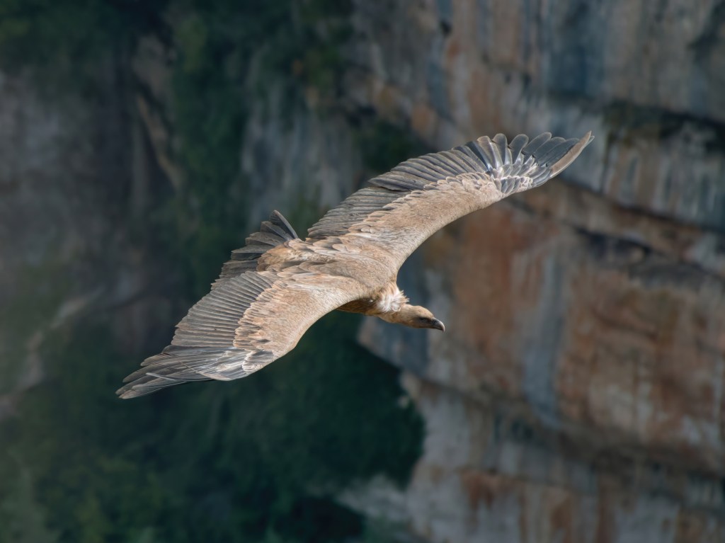 Vautour fauve en vol