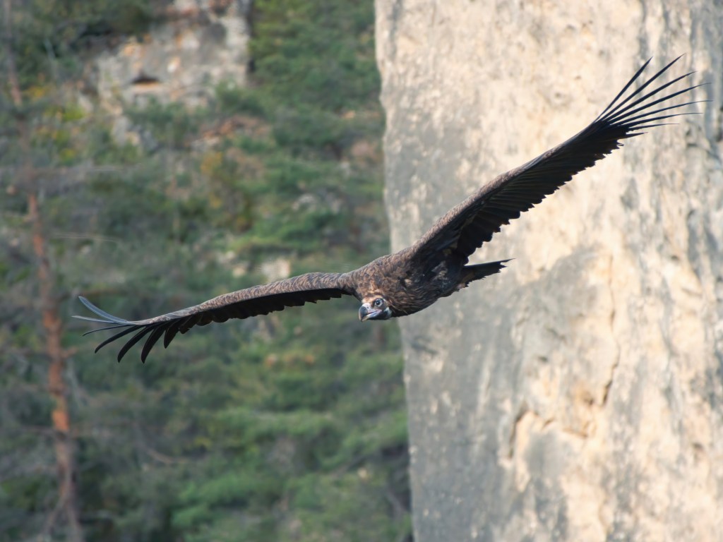 Vautour moine dans les gorges de la Jonte
