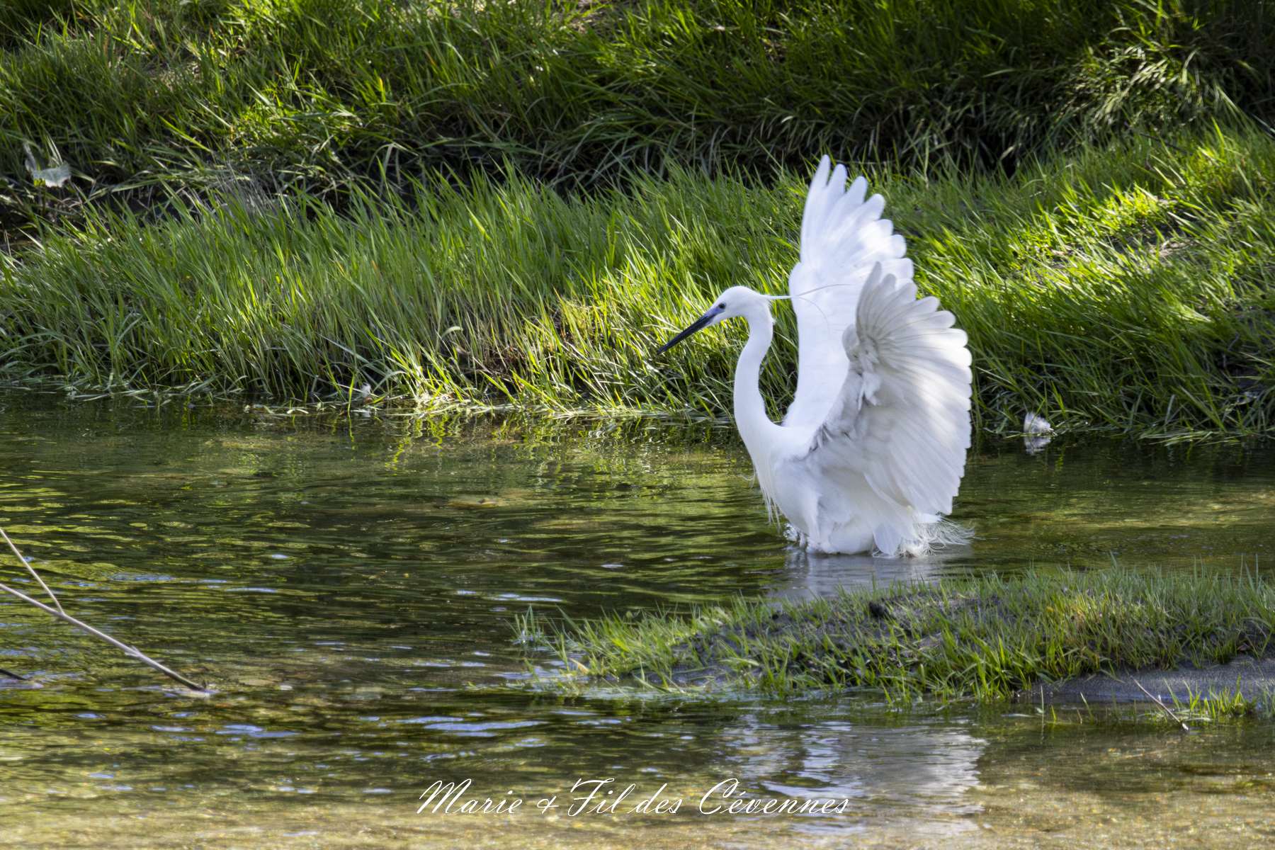 Aigrette garzette